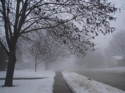 Foggy street and trees.