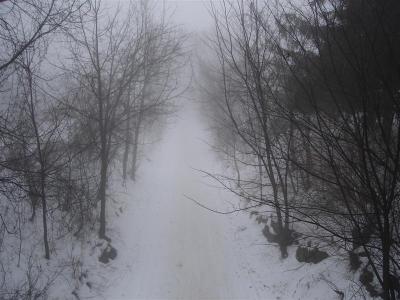 Foggy, snowy bike trail.